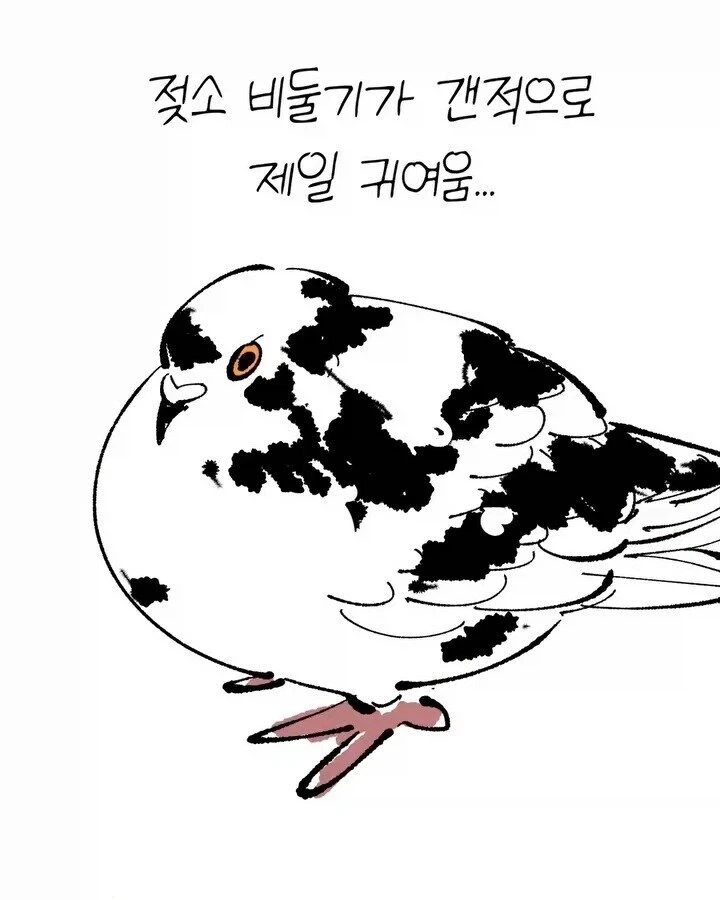 비둘기가 귀여운.manhwa_7.webp
