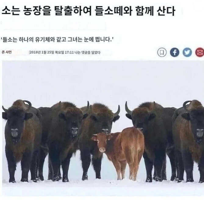 버튜버)홀로 BLT 샌드위치.jpg 이미지 3
