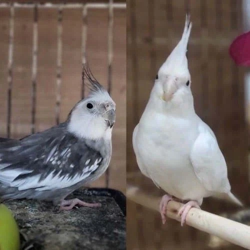 원피스) 이무 앵무새 썰 오만가지가 다 있네ㅋㅋㅋ_2.webp
