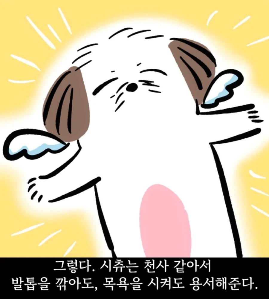 시츄는 얼마나 착한가 알아보는 만화_14.webp