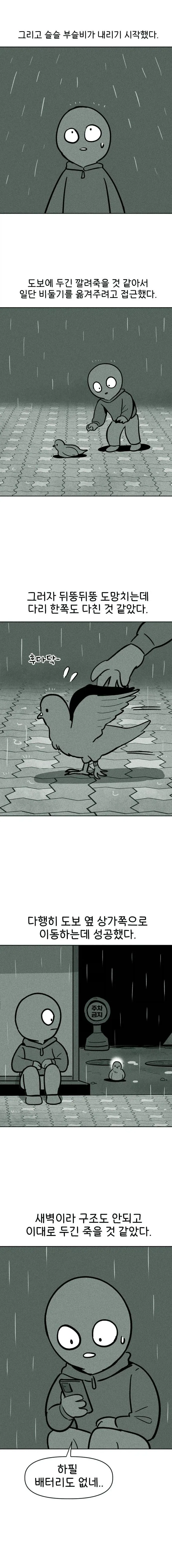 비둘기 구조하는 manhwa._3.webp