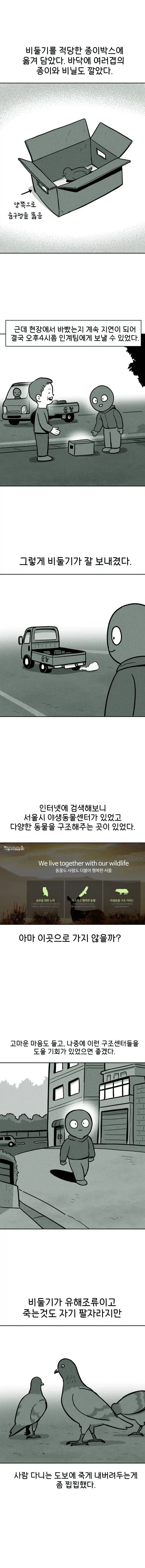 비둘기 구조하는 manhwa._11.webp
