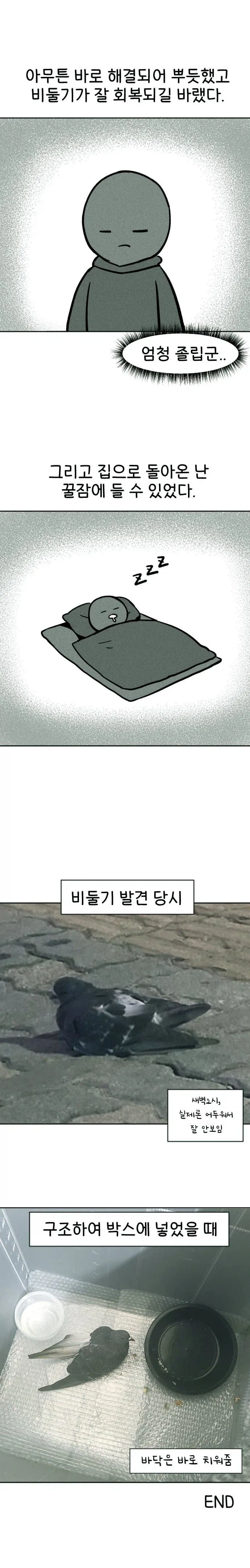 비둘기 구조하는 manhwa._12.webp