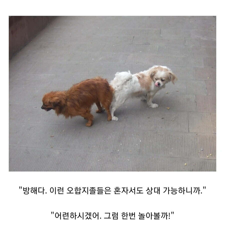 최애의아이) 미야코도 인정한 아쿠아 재능 이미지 2