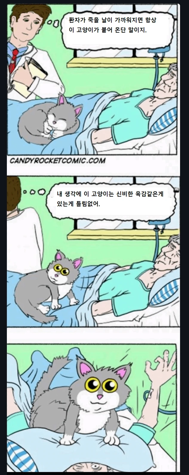 고양이 귀여운 만화