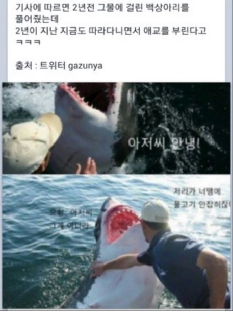 상어가 X가능한 만화 - 이미지 2