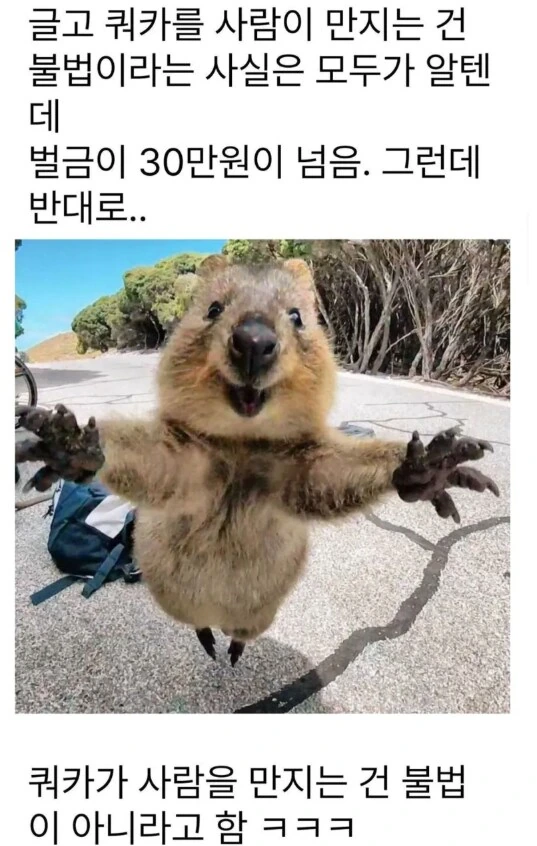 별명이 쿼카인 여친 만화.jpg