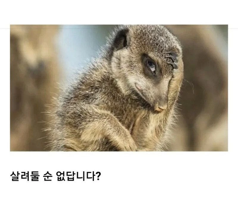 만화속 실눈캐 클리셰.jpg - 이미지 2