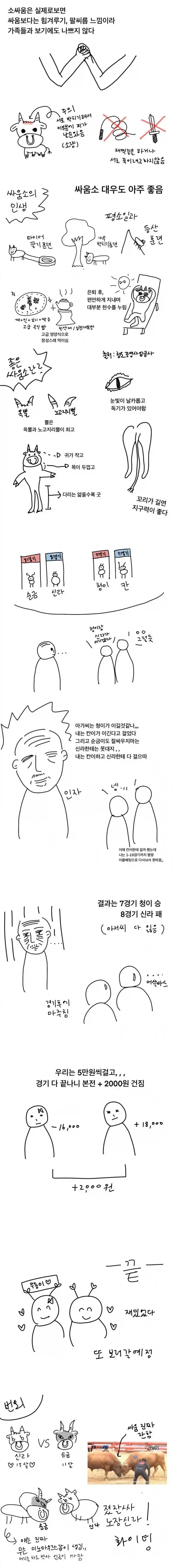 청도 소싸움 후기 만화 - 이미지 2