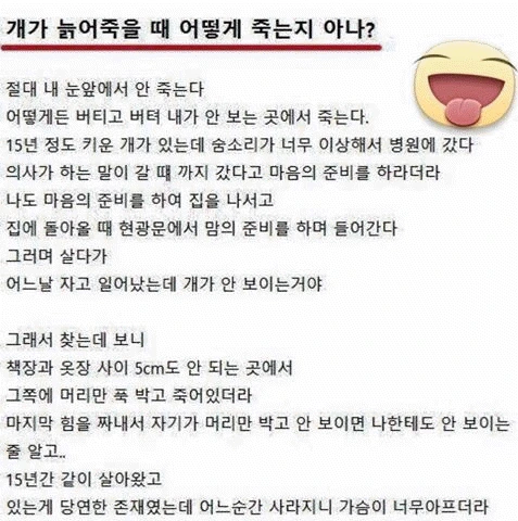 개가 늙어서 죽을 때...