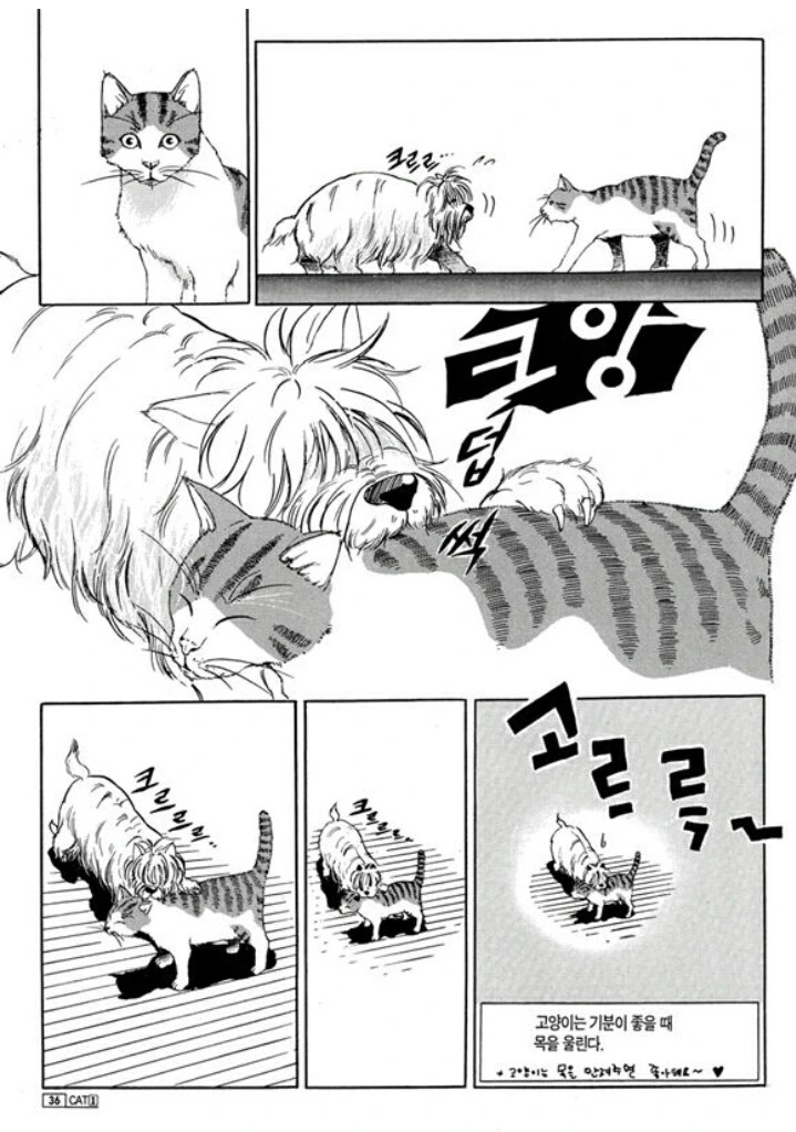 개와 고양이 만화 - 이미지 6