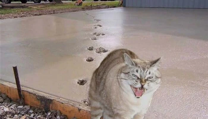 고양이 택배원 만화 전편모음 - 이미지 5