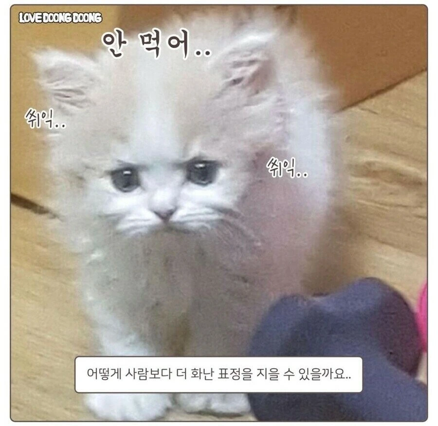 강제로 약 먹여서 화난 고양이 만화.manwha - 이미지 6