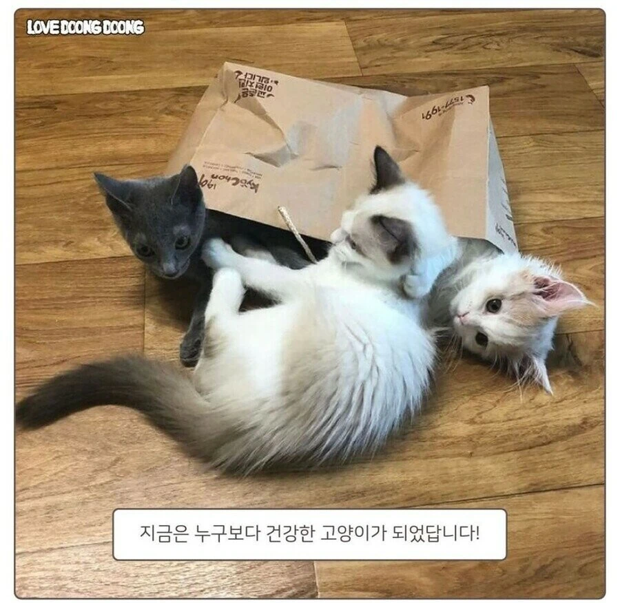 강제로 약 먹여서 화난 고양이 만화.manwha - 이미지 8