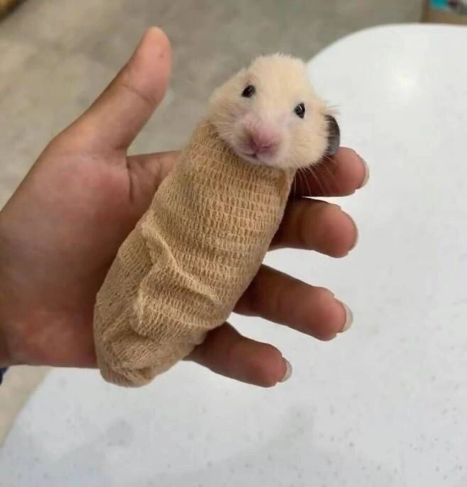 ZZZ) 한 손에 들어오는 제인 으흐흐...