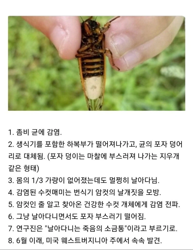 좀비 바이러스에 감염되어 ㅇㅋ타락하는.manhwa