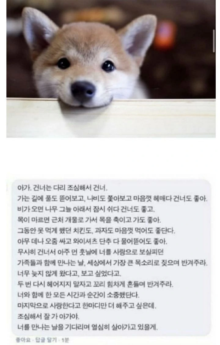 저승에서 댕댕이 만나는 만화 - 이미지 2