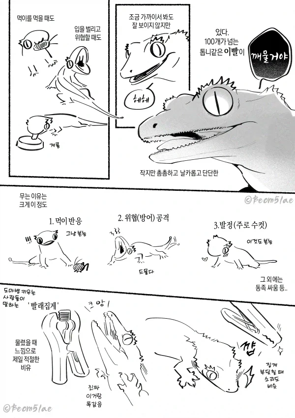 도마뱀 키우는 만화