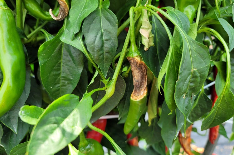 눈나...나 ㄱㅊ가 이상해..manga