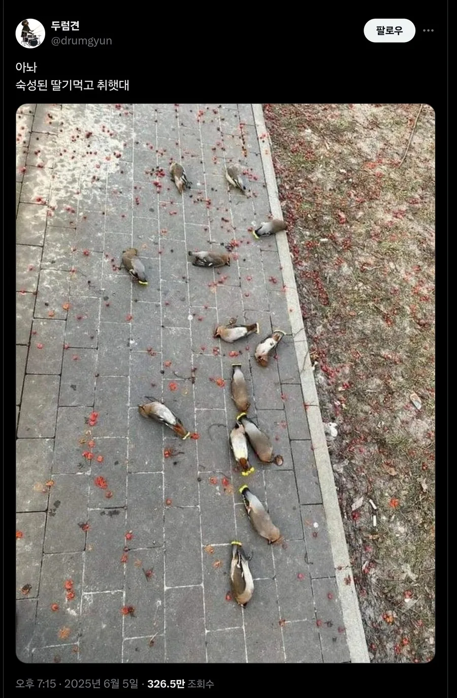 (포켓몬)대량으로 취해버린 찌르꼬 - 이미지 2