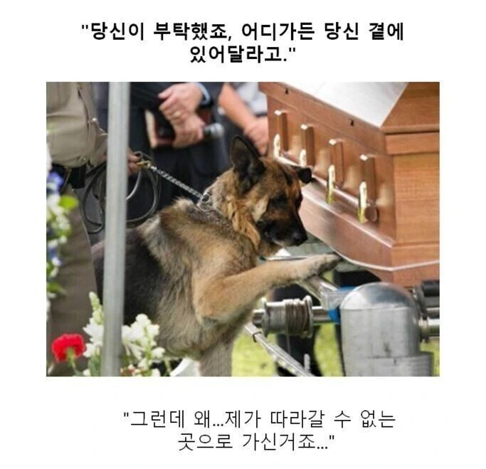 동물 사진으로 보는 소년 만화