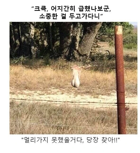 동물 사진으로 보는 소년 만화 - 이미지 2