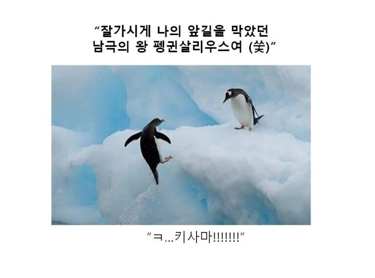 동물 사진으로 보는 소년 만화 - 이미지 3