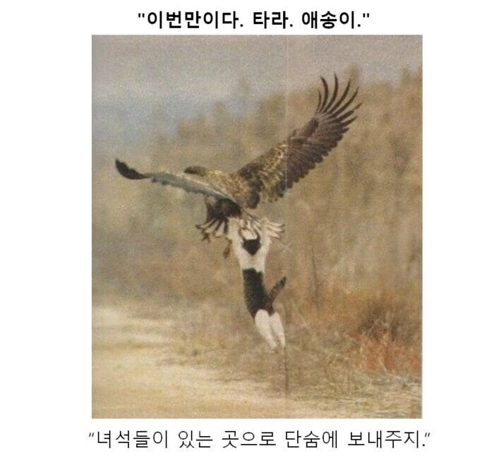 동물 사진으로 보는 소년 만화 - 이미지 4