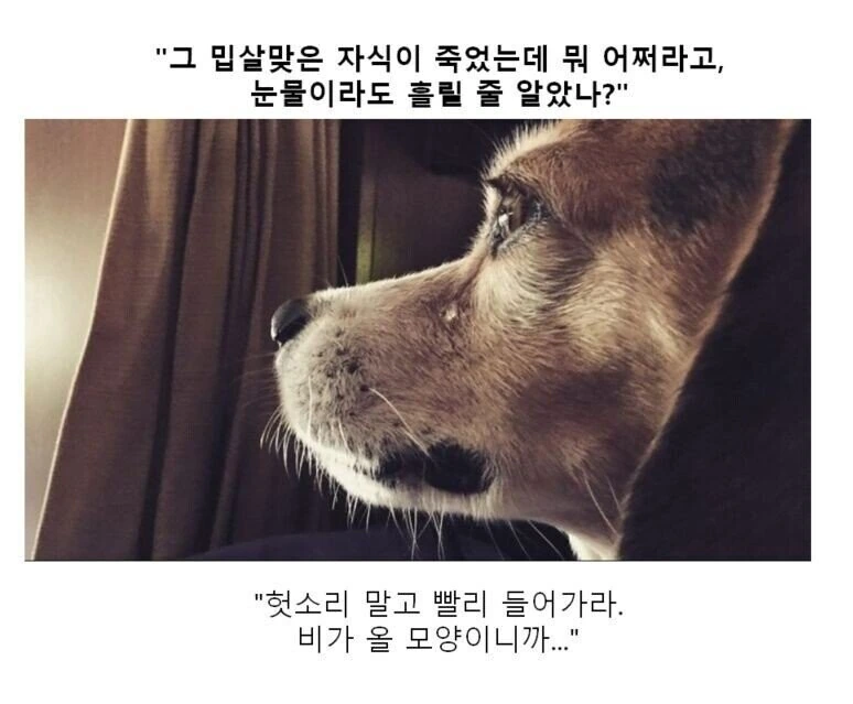 동물 사진으로 보는 소년 만화 - 이미지 5