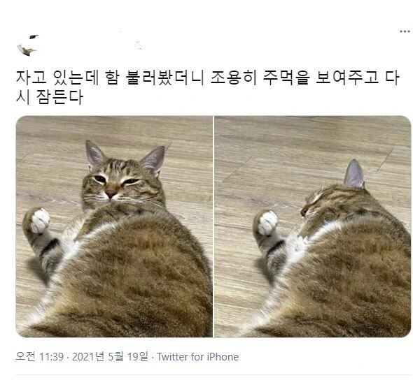 프리코네)자고 있는 캬루 깨우기