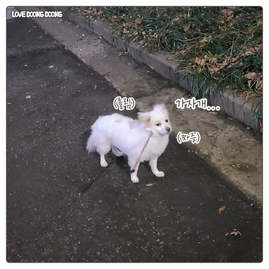 강아지 억지로 깨워서 밤산책 하는.manhwa - 이미지 7