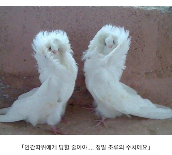 흔한 일본 만화 악당들 대사.jpg - 이미지 2