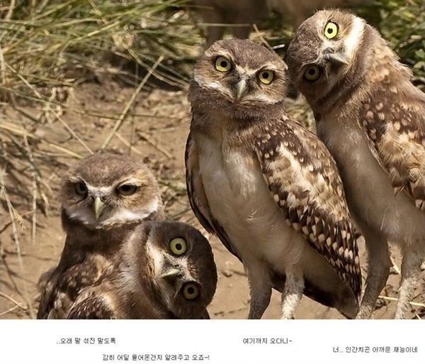 흔한 일본 만화 악당들 대사.jpg - 이미지 4