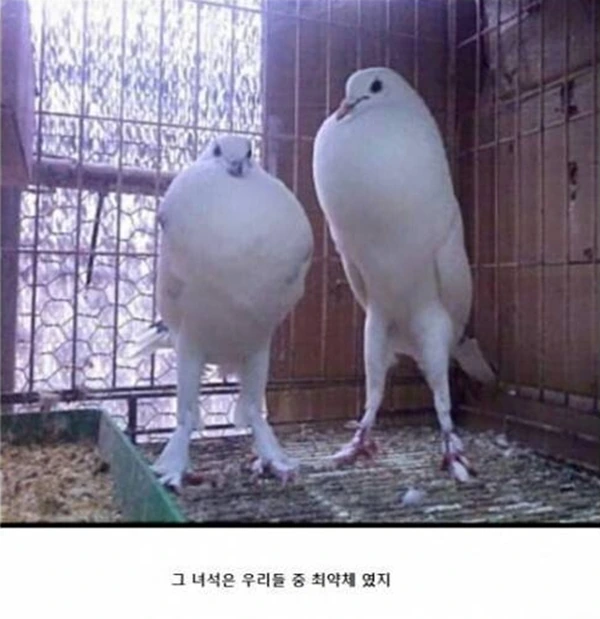 흔한 일본 만화 악당들 대사.jpg - 이미지 6