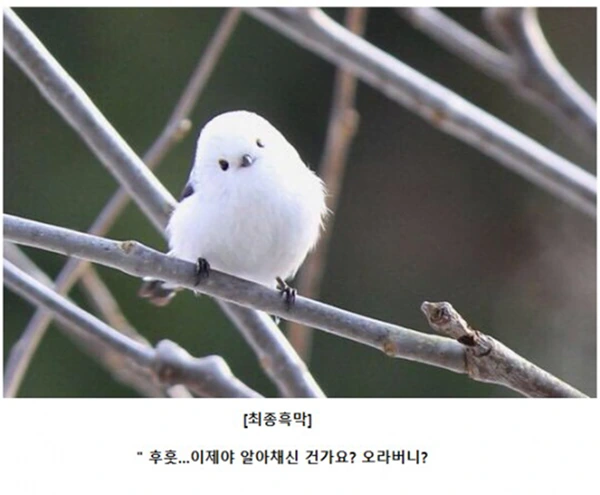 흔한 일본 만화 악당들 대사.jpg - 이미지 8
