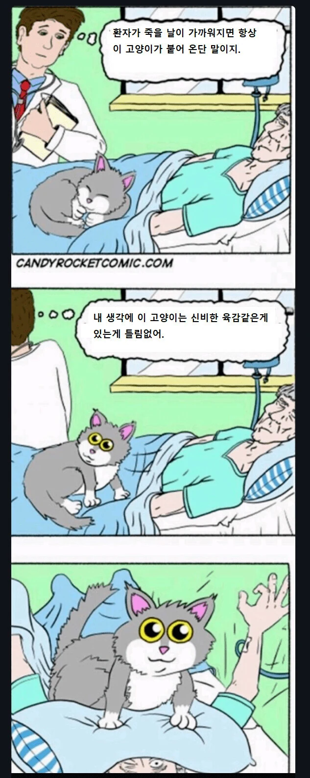 죽을 때 까지 환자의 곁을 지켜주는 고양이.manga