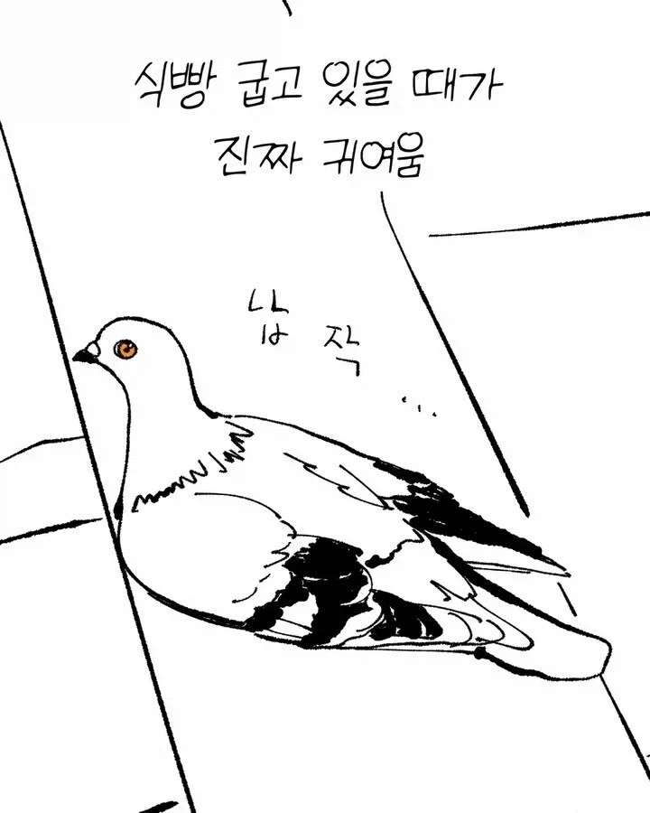비둘기가 너무 귀여운 manhwa - 이미지 4