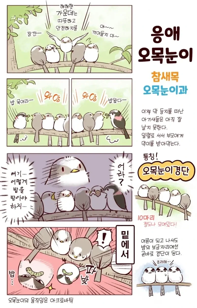 귀여운 새들의 습성.manhwa