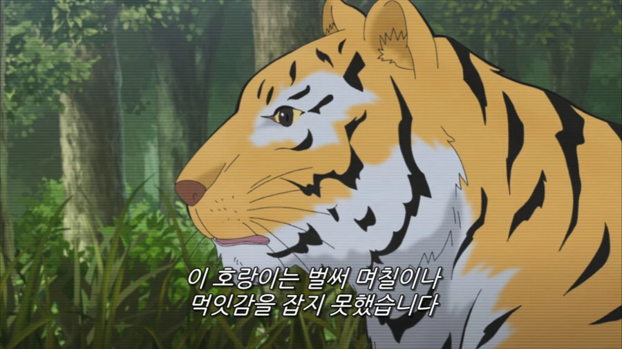사냥에 실패한 호랑이의 표정 - 이미지 3