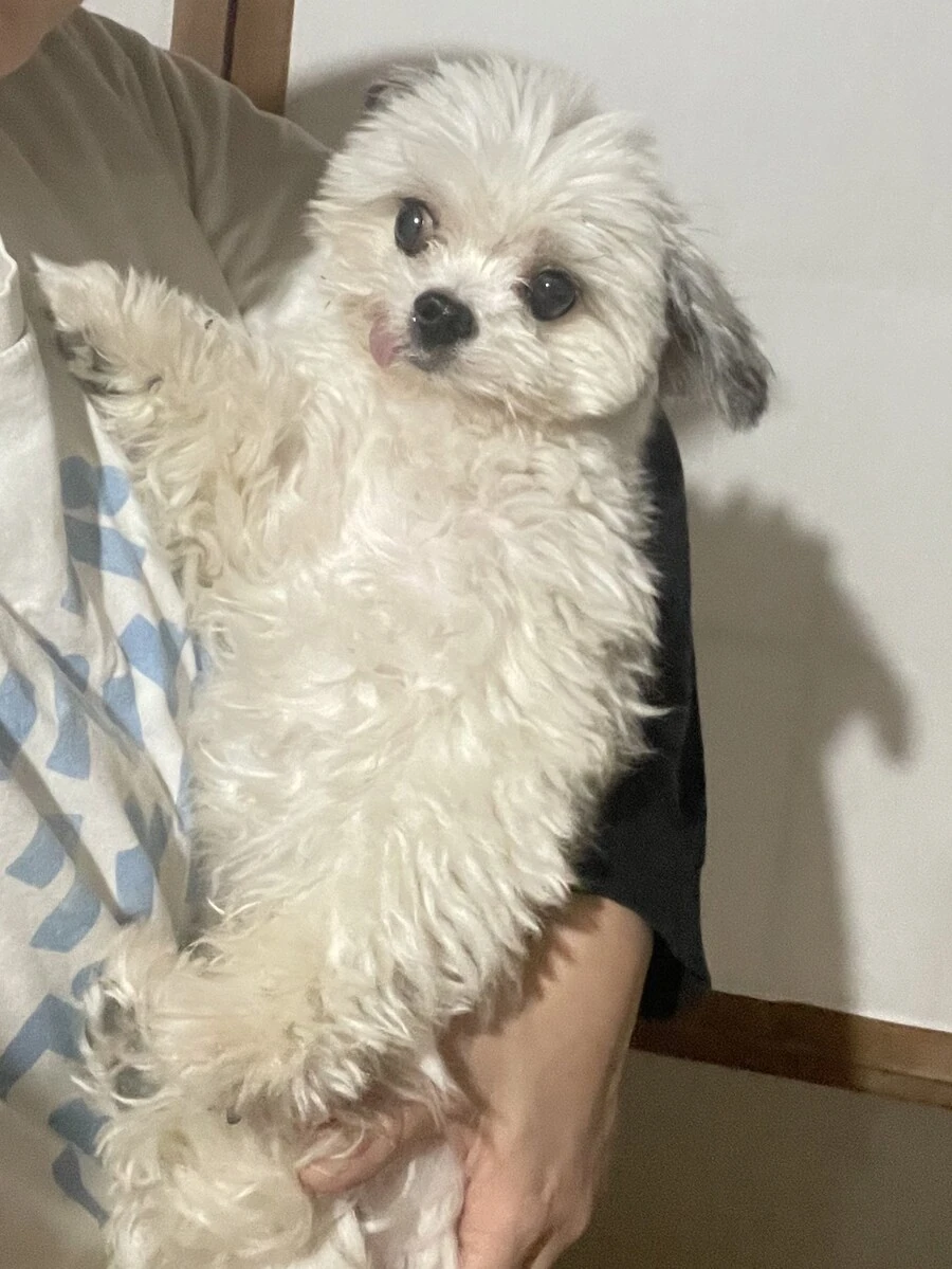 만화캐릭터같은 강아지 - 이미지 7