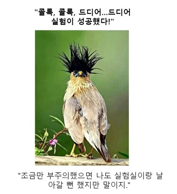 동물들의 만화대사 클리셰 모음