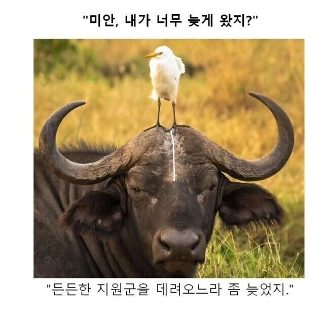 동물들의 만화대사 클리셰 모음 - 이미지 5