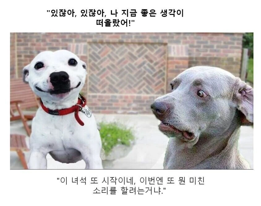 동물들의 만화대사 클리셰 모음 - 이미지 22