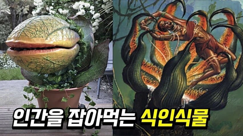 주술회전)고죠 새끼가 제자들을 식물로 본 이유 - 이미지 2