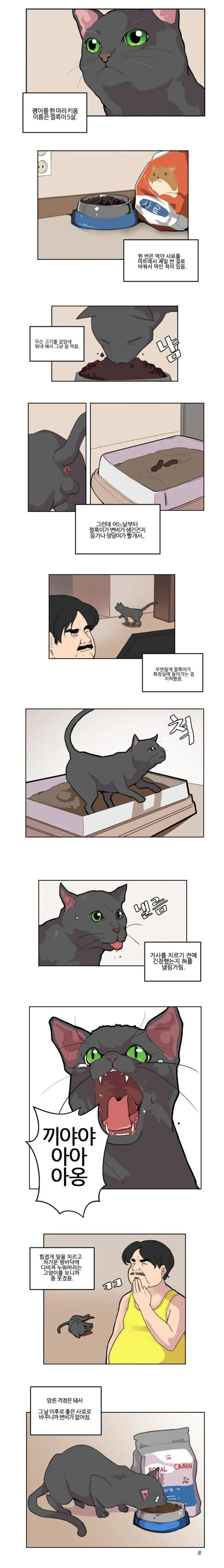 고양이 변비 걸린