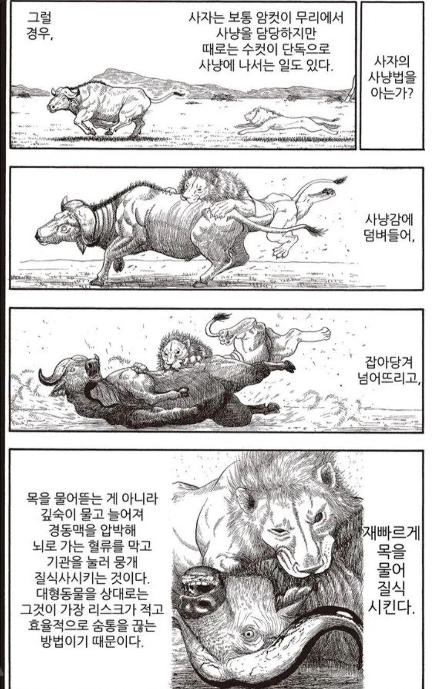 사자에게 인간의 무술이 절대 먹히지 않는 이유.manwha - 이미지 11